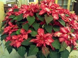 Huge Poinsettia Bush Poinsettia Plants Flowers