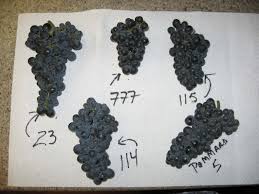 Resultado de imagen para foto clones 777