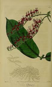 Image result for Combretum xanthothyrsum