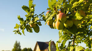 February is one of the best times to plant bare root fruit trees, but why bare root? Fruit Tree Planting Season Is Here Central Valley Builders
