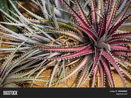 It grows up to a foot long, grows no leaves and blooms a. Cactus Plant Red Leaf Image Photo Free Trial Bigstock