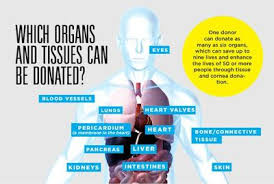 More information can be found here. What Does It Mean To Be An Organ Donor Sunrise Hospital