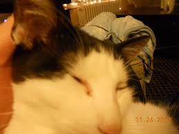 For more information, read how soon can i go swimming after surgery? Is My Cats Incision Infected Thecatsite