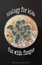 Your children really love science, don't they? Biology For Kids Fun With Fungus Left Brain Craft Brain