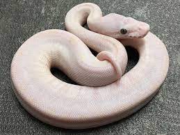 Bamboo Mystic Morph List World Of Ball Pythons Ball Python Ball Python Morphs Pet Snake