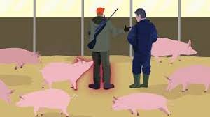 Infected animals get a high fever and internal bleeding. Afrikanische Schweinepest Asp Uberblick Kvg
