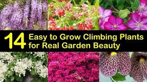 Check spelling or type a new query. 14 Easy To Grow Climbing Plants For Real Garden Beauty