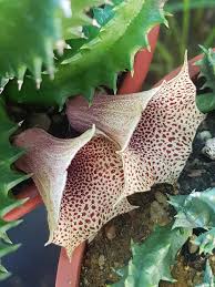 Image result for Huernia levyi
