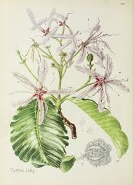 Image result for Buchnerodendron