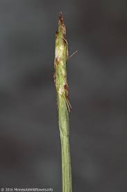 Image result for Eleocharis brainii