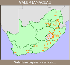 Image result for Valeriana capensis