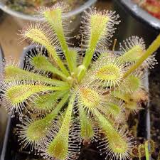 Image result for Drosera dielsiana