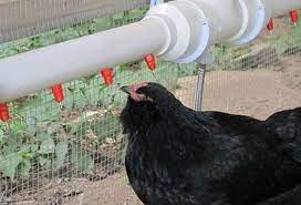 We did not find results for: Diy Automatic Chicken Waterer With Nipple Drippers Your Projects Obn
