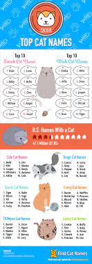 Toonces, the cat who can sit on a car. Male Famous Cat Names