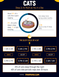 How to help your cat sleep better? 10 Reasons Why Your Cat Is Sleeping A Lot More Than Usual