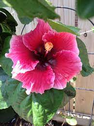 Sweet Cheeks Hibiscus Flowers Hibiscus Types Of Flowers