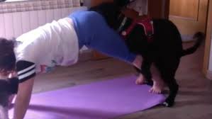 Dog interrupts human's yoga with a downward dog of his own | Mashable