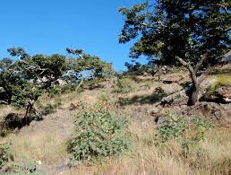 Image result for Aeschynomene megalophylla