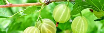 Maybe you would like to learn more about one of these? How To Grow And Care For Gooseberries Lovethegarden