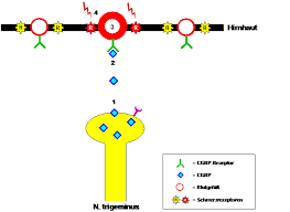 Laut firmenangabe ist die spirituose ungesüßt. Cgrp Impfung Gegen Migrane Schmerzklinik Kiel
