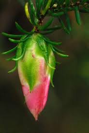 Gillham S Bell Darwinia Oxylepis One Of Several Species Of Darwinia From South Western Australia Known Collectively As Mountain Bells This Arbustos Flores