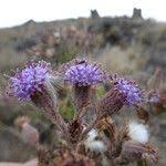 Image result for Senecio purpureus