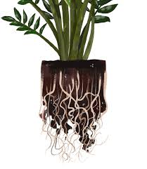 Maybe you would like to learn more about one of these? Zz Plant