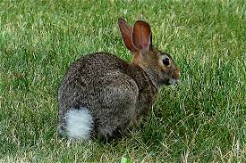 Learn vocabulary, terms and more with flashcards, games and other study tools. When Bunnies Aren T So Funny Rabbits In The Garden Laidback Gardener