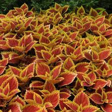 Image result for Coleus guerkei
