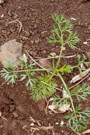 Image result for Apium leptophyllum