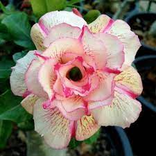 Adenium Obesum Seeds Angle Price 1 95