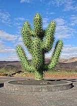 Le jardin de cactus de lanzarote, espagne. Guatiza Wikipedia