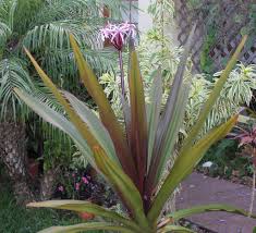 Pinch off crinum flowers when they fade and the buds left on the stems will continue to produce more flowers. Plant Showcase On Twitter My Queen Emma Lily Crinum Augustum Is Throwing Out Some Fantastic And Super Fragrant Flowers These Days