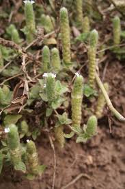 Image result for Nelsonia canescens