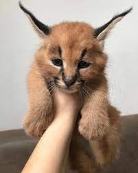 This Is A Baby Caracal Cute Animals Funny Animals Rare Cats