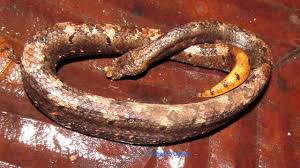 Image result for Trachyandra burkei