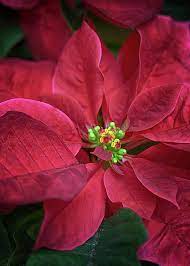No Flower Says Christmas Like A Beautiful Poinsettia Artforsale From C Susan Rissi Tregoning Fi Flowers Photography Watercolor Flowers Christmas Photography