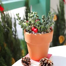 Image result for Kalanchoe velutina
