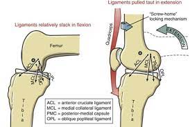 Stretching keeps you flexible and improves your range of motion,. Skip To Content Science Repository Menu Login Register Journals About Us Who We Are Our Vision Privacy Matters Open Access Journals Contact Us Resources Guidelines For Authors Publication Policies And Ethics Responsibilities Of Reviewers