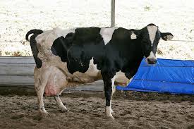 More images for best milk brand in indonesia » A Peek Inside The Greenfields Integrated Dairy In Indonesia Camemberu