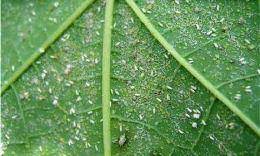 Papaya trees are tropical plants that produce. Papaya Insect Mite And Nematode Pests Management Vikaspedia