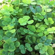 Search 123rf with an image instead of text. Givhandys 4 In Potted Variegated Four Leaf Clover Bog Marginal Aquatic Pond Plant Var 4leafclover The Home Depot