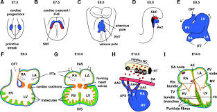 The heart is the first functional organ in vertebrate embryos, and in the human, beats spontaneously around week 5 of development. 1 The Embryonic Development Of The Heart The Schematic Overview Of Download Scientific Diagram