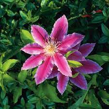 How doers get more done. How To Grow Clematis The Home Depot
