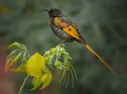 Image result for Phragmanthera dschallensis