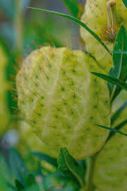 Image result for Gomphocarpus physocarpus