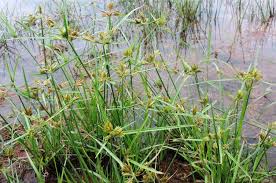 Image result for Pycreus chrysanthus