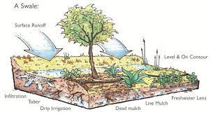 Swale Is A Tree Planting System Earthshed Solutions Food Forest Permaculture Trees To Plant