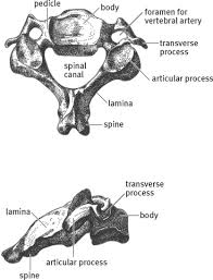 Is that vertebra is any of the small bones which make up the backbone while vertebrae is ; Cervical Vertebrae An Overview Sciencedirect Topics
