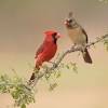 The red cardinal is actually a northern cardinal, which is a songbird indigenous to north and central america and the big island of hawaii. 1